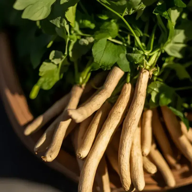 Ashwagandha root — adaptogen
