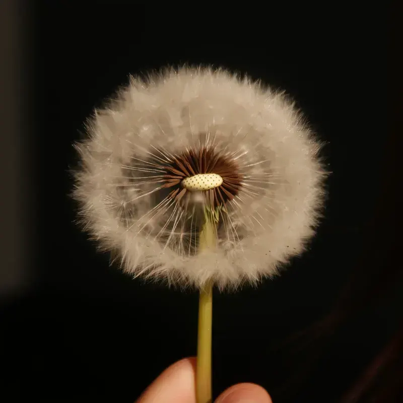 Dandelion Root Extract