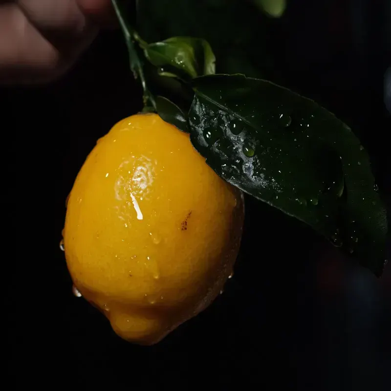 Lemon