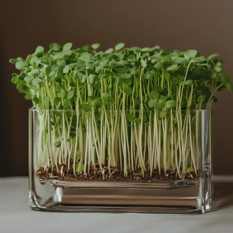 Microgreens