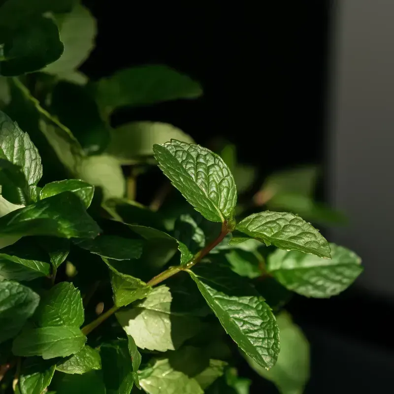 Mint