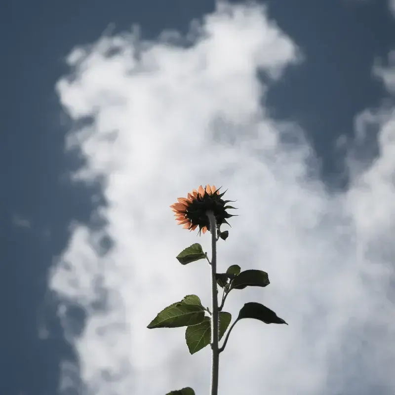 Sunflower Lecithin