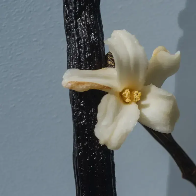 Vanilla Extract